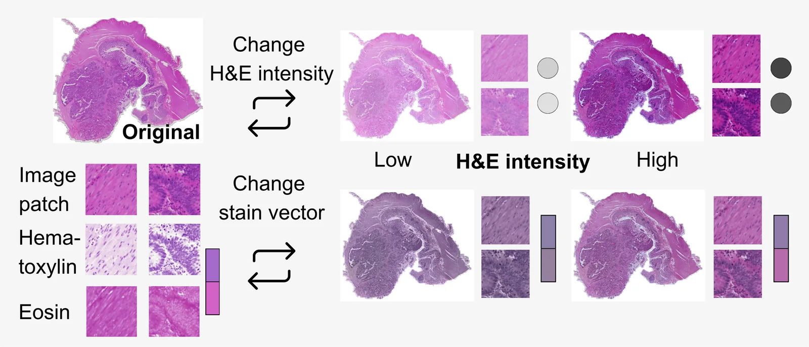 Staining Robustness Protocol (Journal of Pathology Informatics 2026)